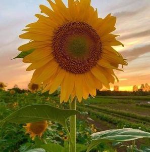 Meet your Posher, Jack